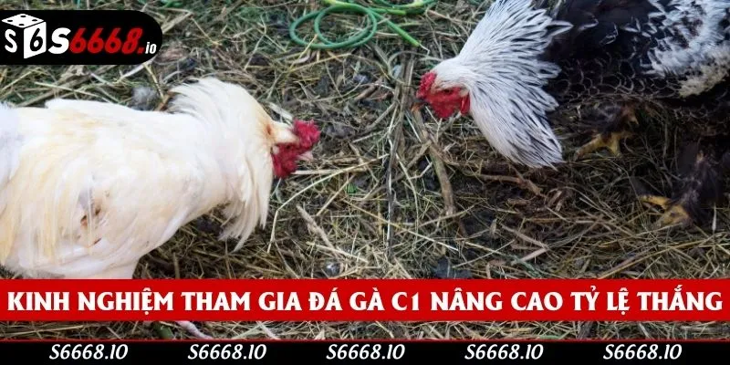 Bí quyết cá cược đá gà cực hay từ chuyên gia S666