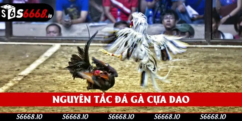 Các nguyên tắc đặc trưng khi tham gia chọi gà cựa dao