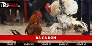 Đá Gà Đơn Với Mẹo Chơi Hiệu Quả Giúp Thắng Lớn Mỗi Ngày