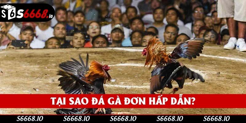 Tại sao đá gà đơn hấp dẫn?